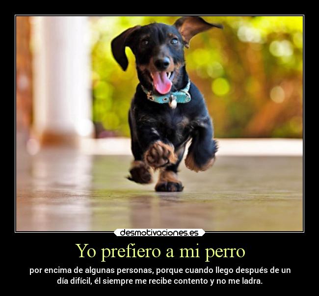Yo prefiero a mi perro - por encima de algunas personas, porque cuando llego después de un
día difícil, él siempre me recibe contento y no me ladra.