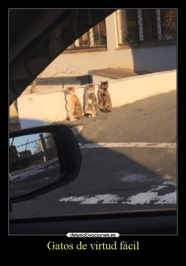 Gatos de virtud fácil -