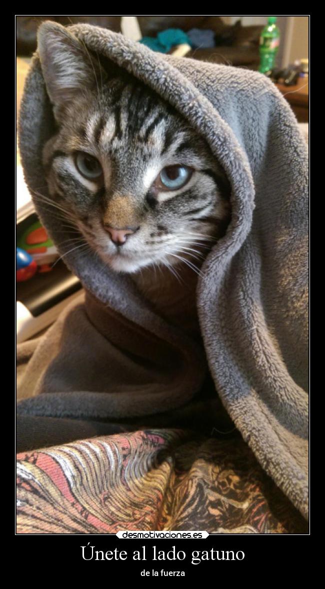 carteles gatos stars wars desmotivaciones