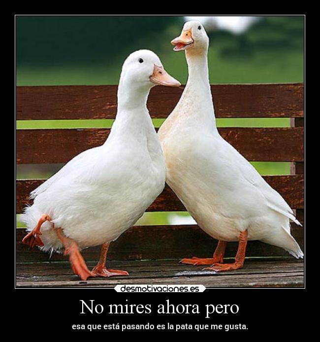 carteles graciosas mirar disimular disimuladamente patos desmotivaciones