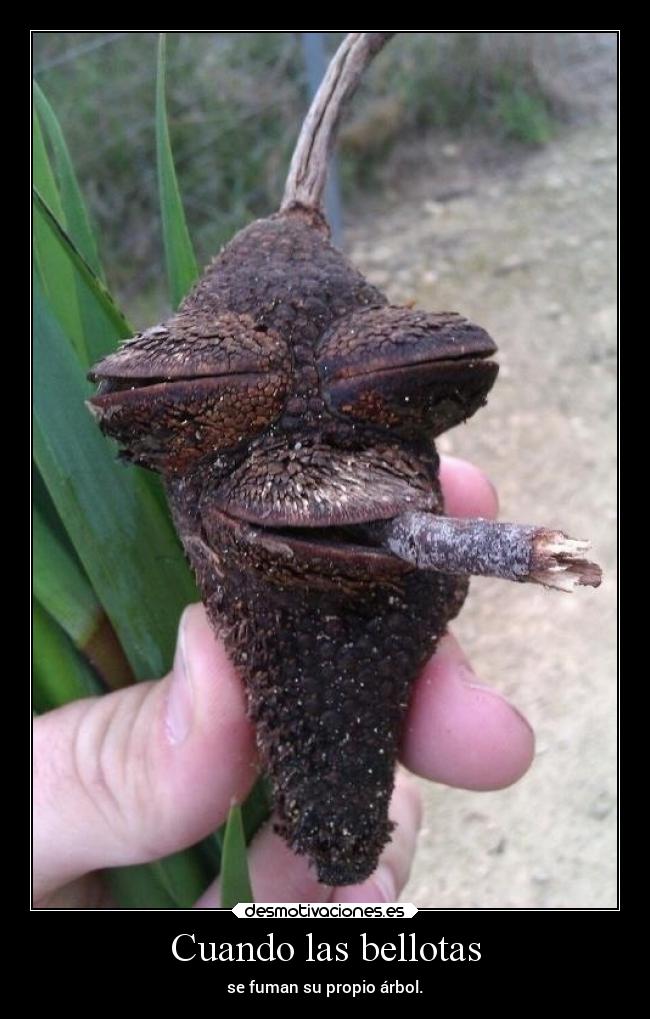 Cuando las bellotas -