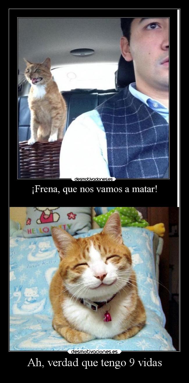 carteles humor davor safth clandesplazado soyunidiotatm gatitasbonitas desmotivaciones