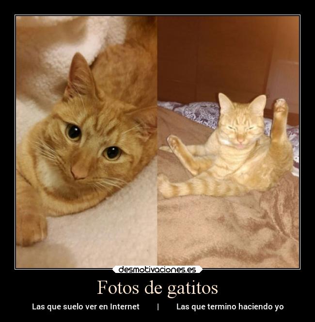 Fotos de gatitos - 