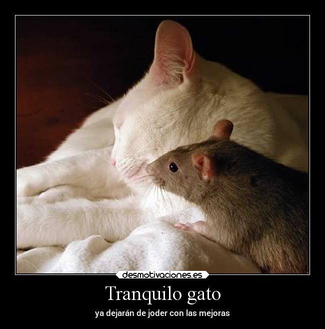 Tranquilo gato - 