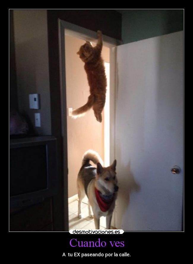 Cuando ves - A tu EX paseando por la calle.