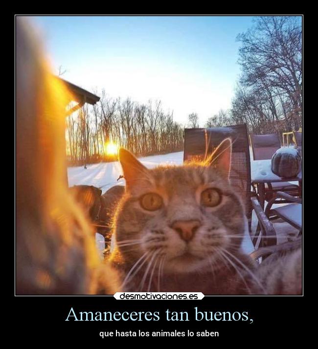 Amaneceres tan buenos, - que hasta los animales lo saben