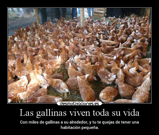 Las gallinas viven toda su vida - Con miles de gallinas a su alrededor, y tu te quejas de tener una
habitación pequeña.