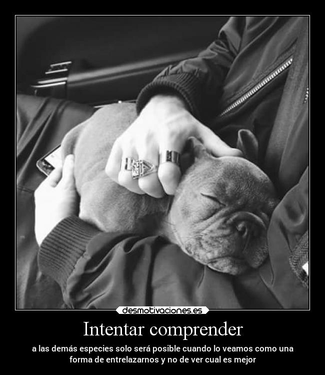 Intentar comprender - 