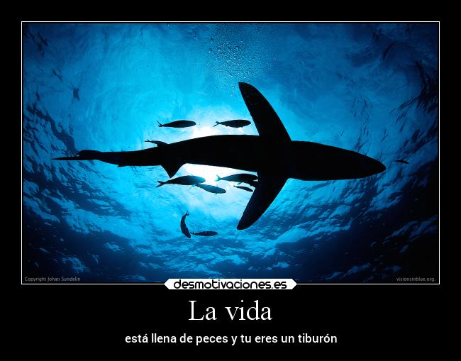 La vida - está llena de peces y tu eres un tiburón