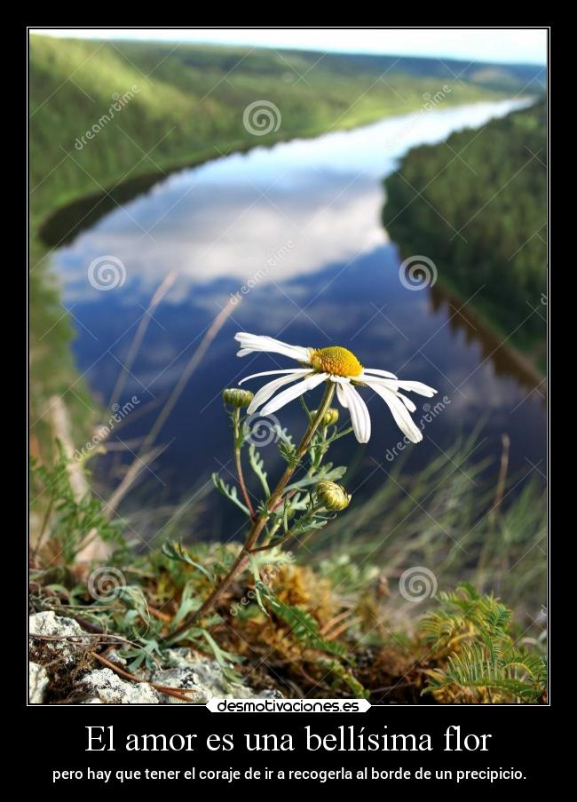 carteles amor amor desmotivaciones