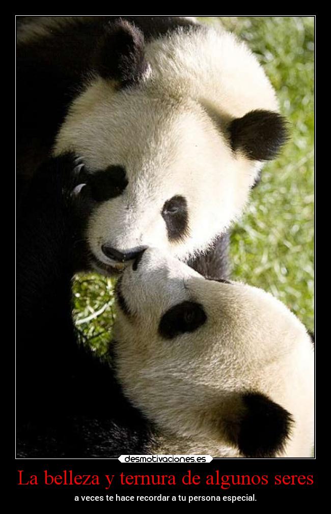 La belleza y ternura de algunos seres - a veces te hace recordar a tu persona especial.