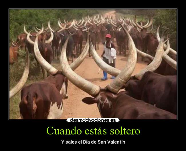 Cuando estás soltero - Y sales el Día de San Valentín