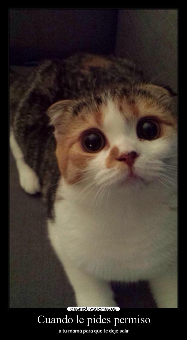 carteles animales gatos vida madre madurar desmotivaciones