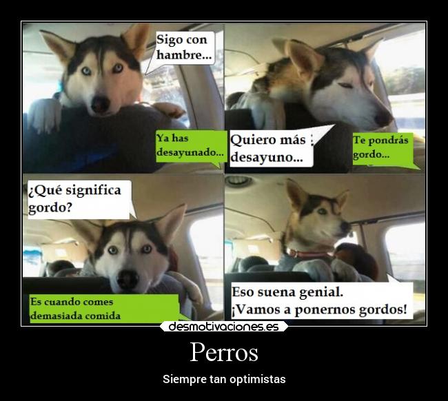 Perros - Siempre tan optimistas