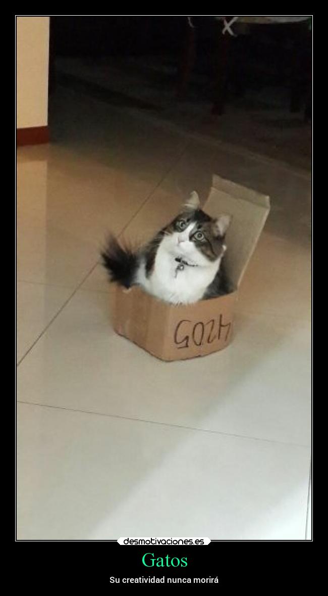 Gatos - Su creatividad nunca morirá