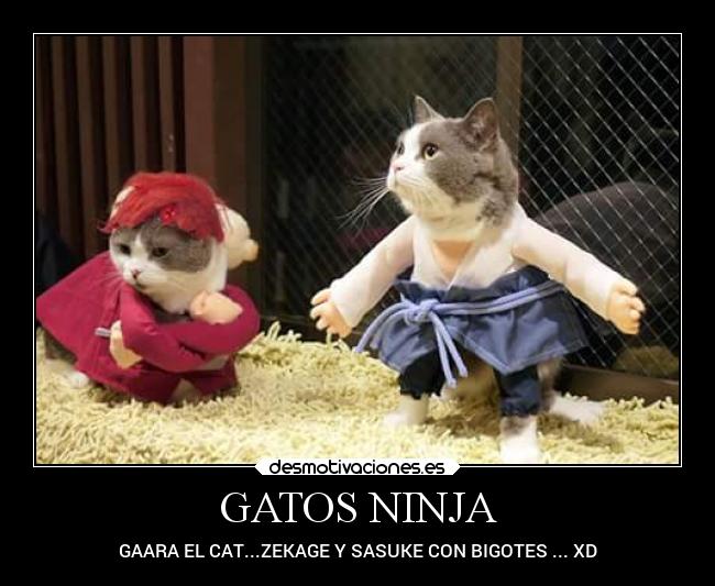carteles gatos gatos naruto desmotivaciones