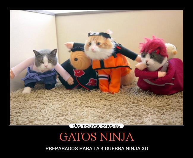 GATOS NINJA -