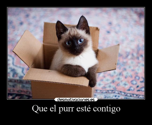 Que el purr esté contigo - 