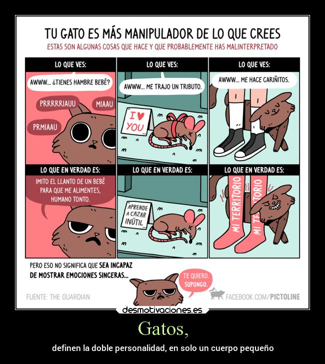 Gatos, - definen la doble personalidad, en solo un cuerpo pequeño