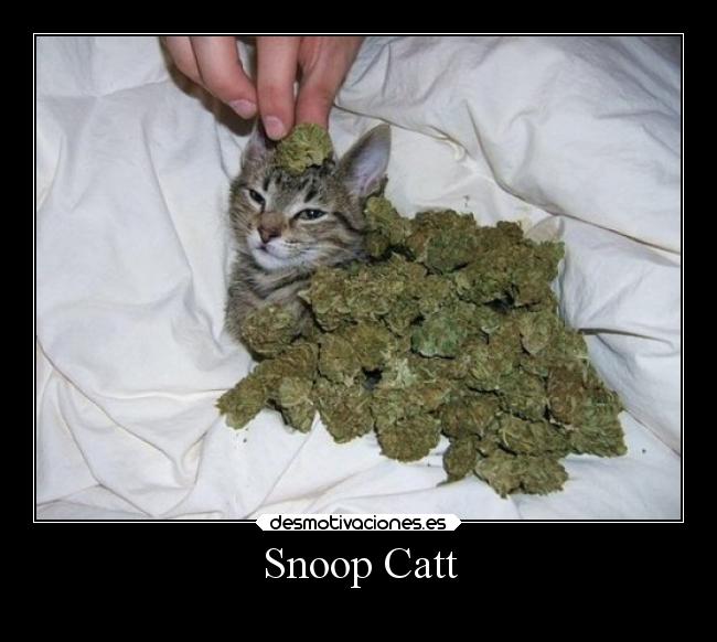 Snoop Catt - 