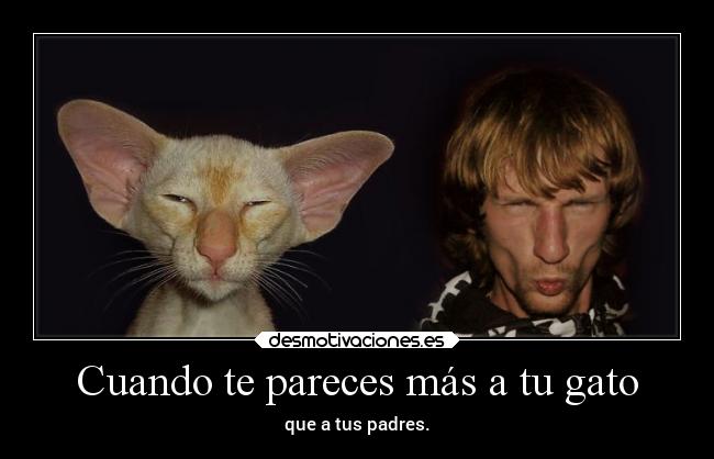 Cuando te pareces más a tu gato -