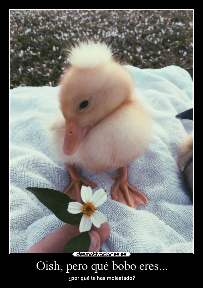 carteles humor patito tierno rilacs desmotivaciones