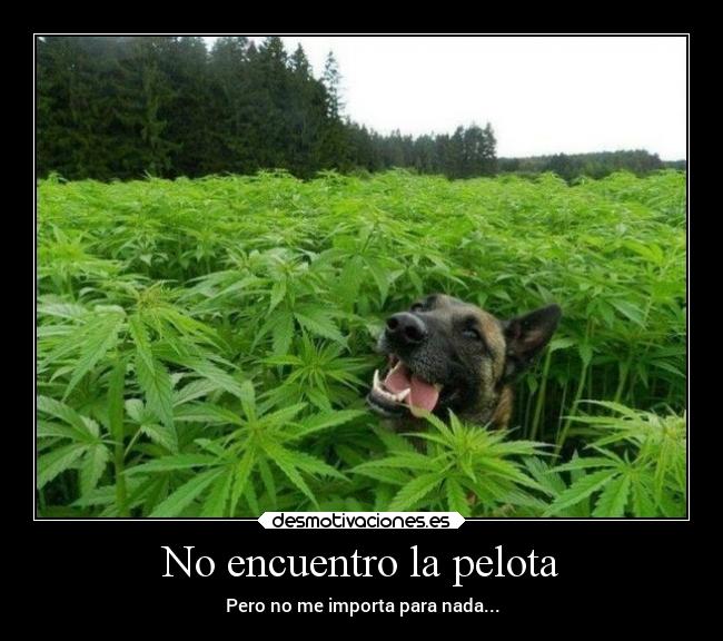 carteles humor perro desmotivaciones