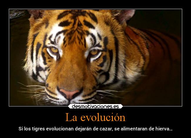 La evolución - Si los tigres evolucionan dejarán de cazar, se alimentaran de hierva…