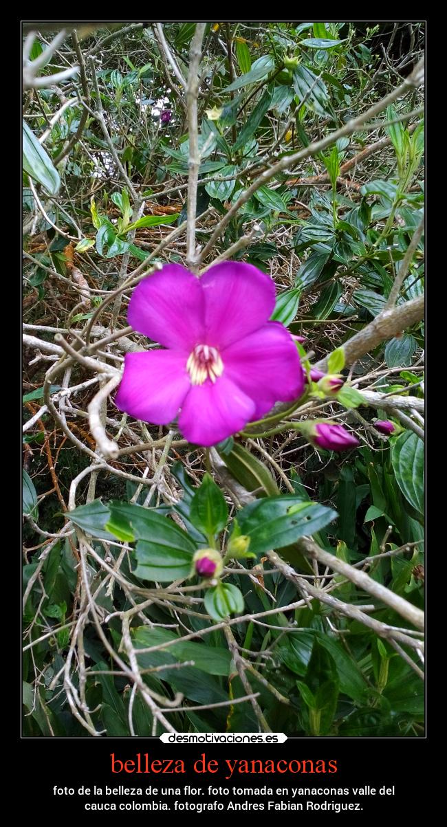 belleza de yanaconas -