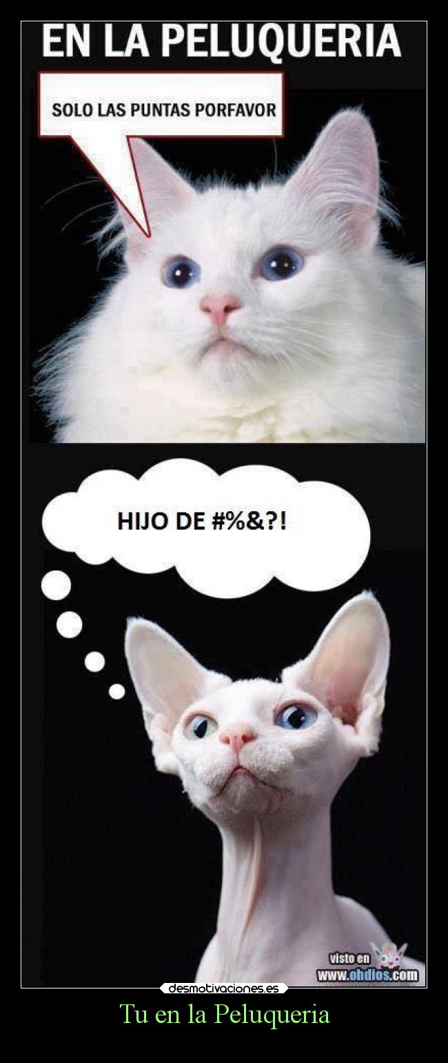 Tu en la Peluqueria - 