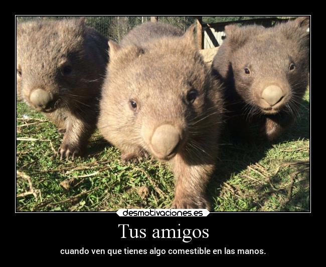 carteles amigos vida humor risa amigos amistad naturaleza animales raptorhunters erosekai wombat wombats vombatidae desmotivaciones