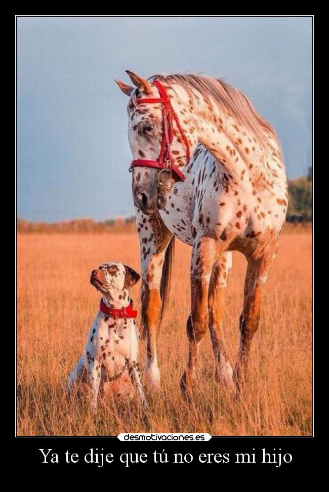 carteles amistad tueresunhijodeperra desmotivaciones