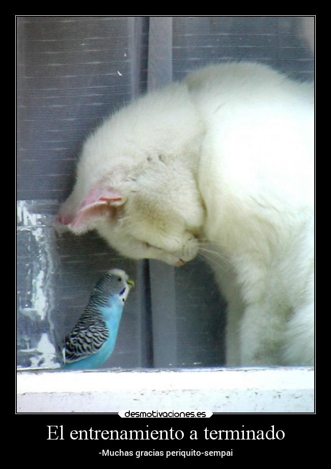 El entrenamiento a terminado - -Muchas gracias periquito-sempai