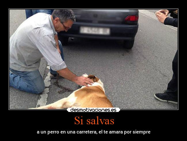 Si salvas - a un perro en una carretera, el te amara por siempre