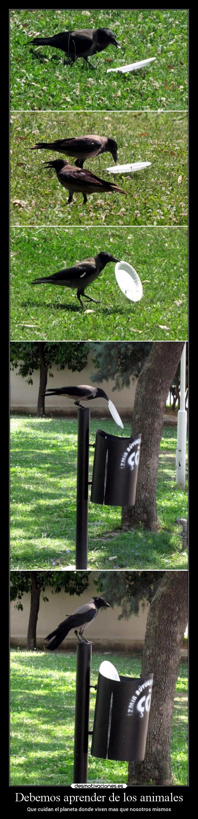 Debemos aprender de los animales - Que cuidan el planeta donde viven mas que nosotros mismos