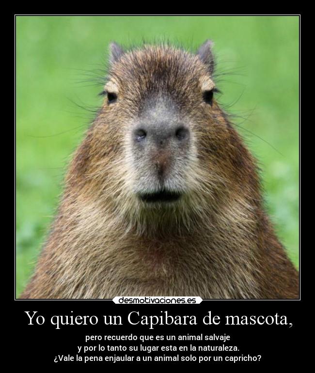 Yo quiero un Capibara de mascota, - pero recuerdo que es un animal salvaje
y por lo tanto su lugar esta en la naturaleza.
¿Vale la pena enjaular a un animal solo por un capricho?