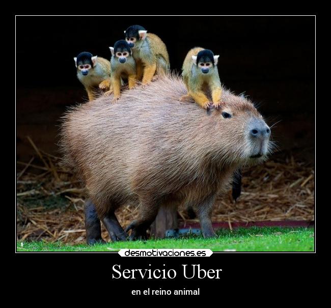 Servicio Uber -