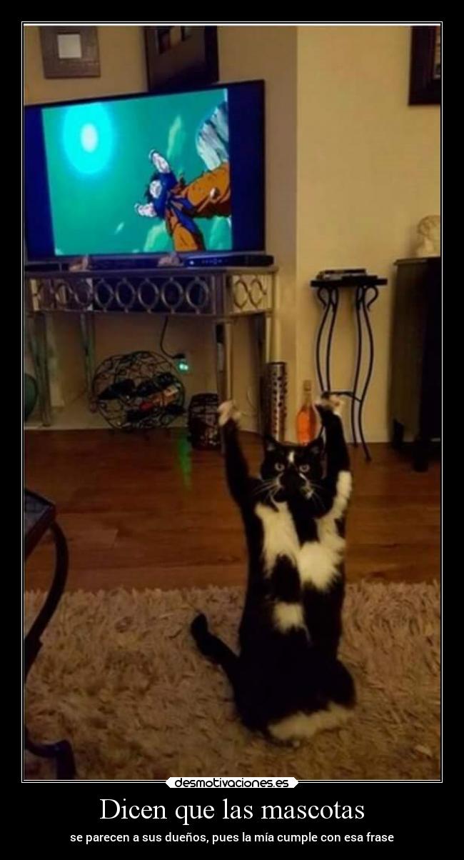 carteles anime gatos graciosas humor sentimientos infancia desmotivaciones