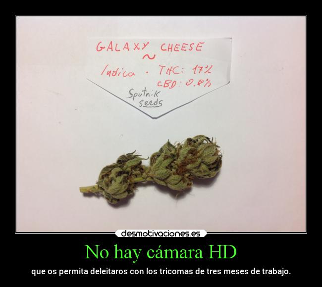 No hay cámara HD - que os permita deleitaros con los tricomas de tres meses de trabajo.