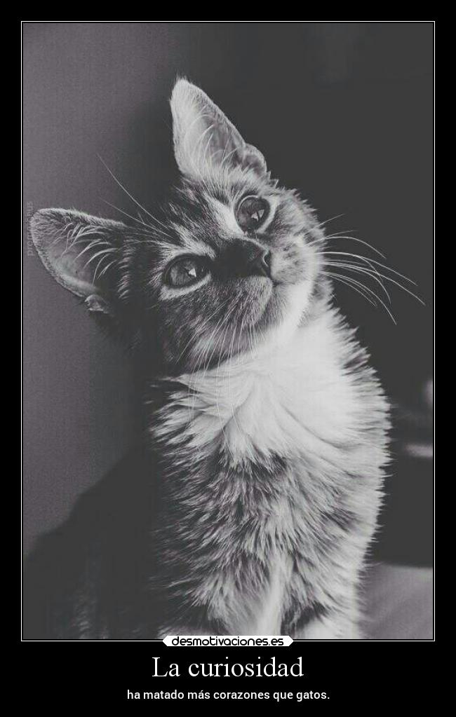 La curiosidad - ha matado más corazones que gatos.