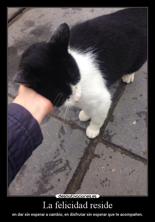 La felicidad reside - en dar sin esperar a cambio, en disfrutar sin esperar que te acompañen.