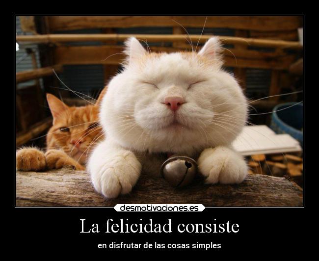 carteles felicidad felicidad gatos desmotivaciones