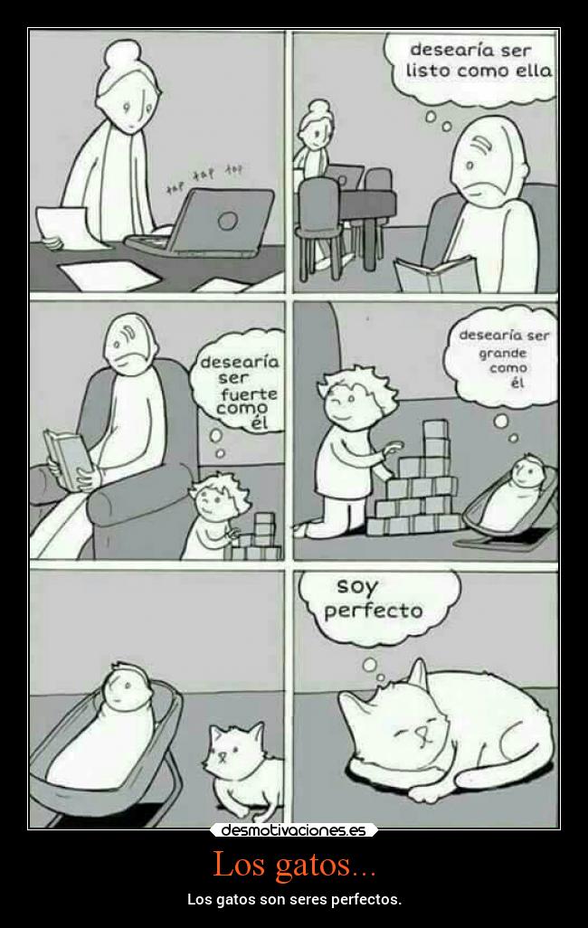 carteles gatos humor animalitos perfeccion enun solo maullido creo desmotivaciones