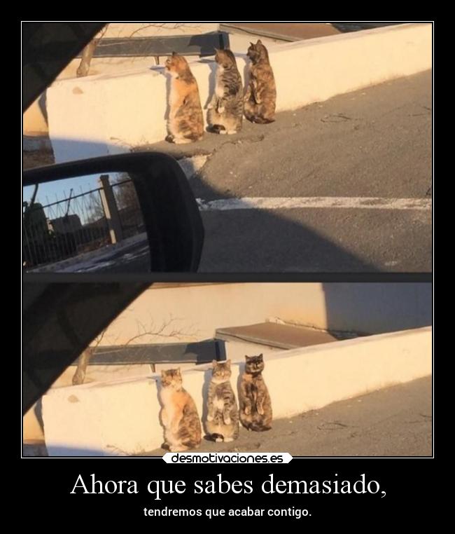 carteles humor gatos rilacs desmotivaciones