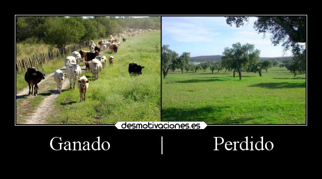 Ganado | Perdido -