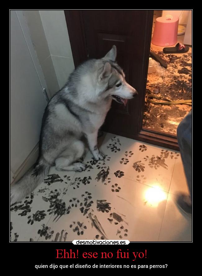 Ehh! ese no fui yo! - quien dijo que el diseño de interiores no es para perros?