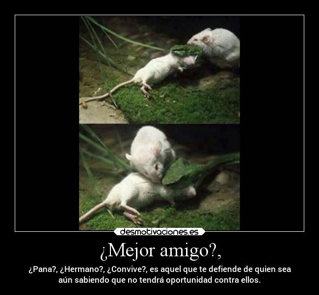 ¿Mejor amigo?, - ¿Pana?, ¿Hermano?, ¿Convive?, es aquel que te defiende de quien sea
aún sabiendo que no tendrá oportunidad contra ellos.