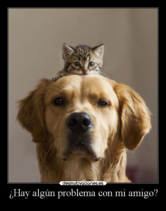 carteles animales confianza graciosas cuidadoquemuerde amigogorila carademalote alejateprimo gatitos desmotivaciones