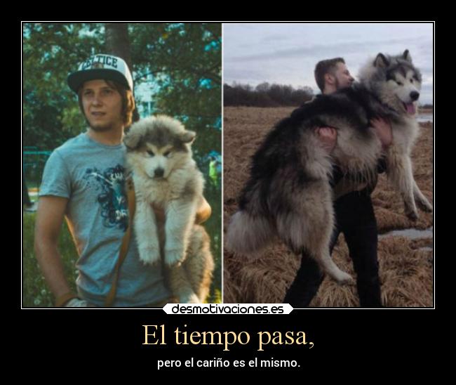 carteles animales filosofia desmotivaciones