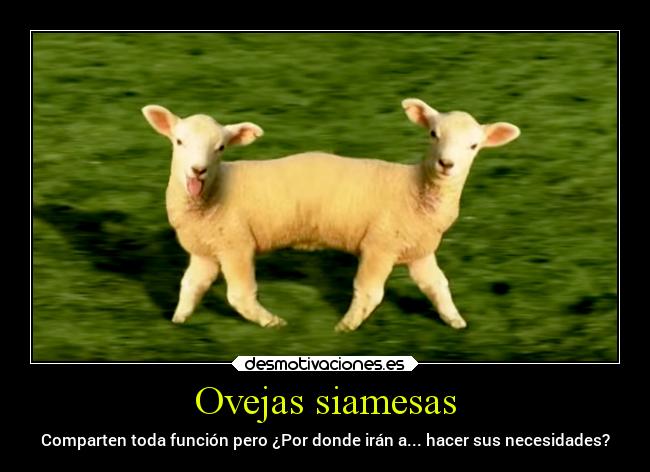 carteles animales ideas desmotivaciones